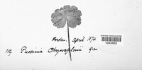 Puccinia chrysosplenii image